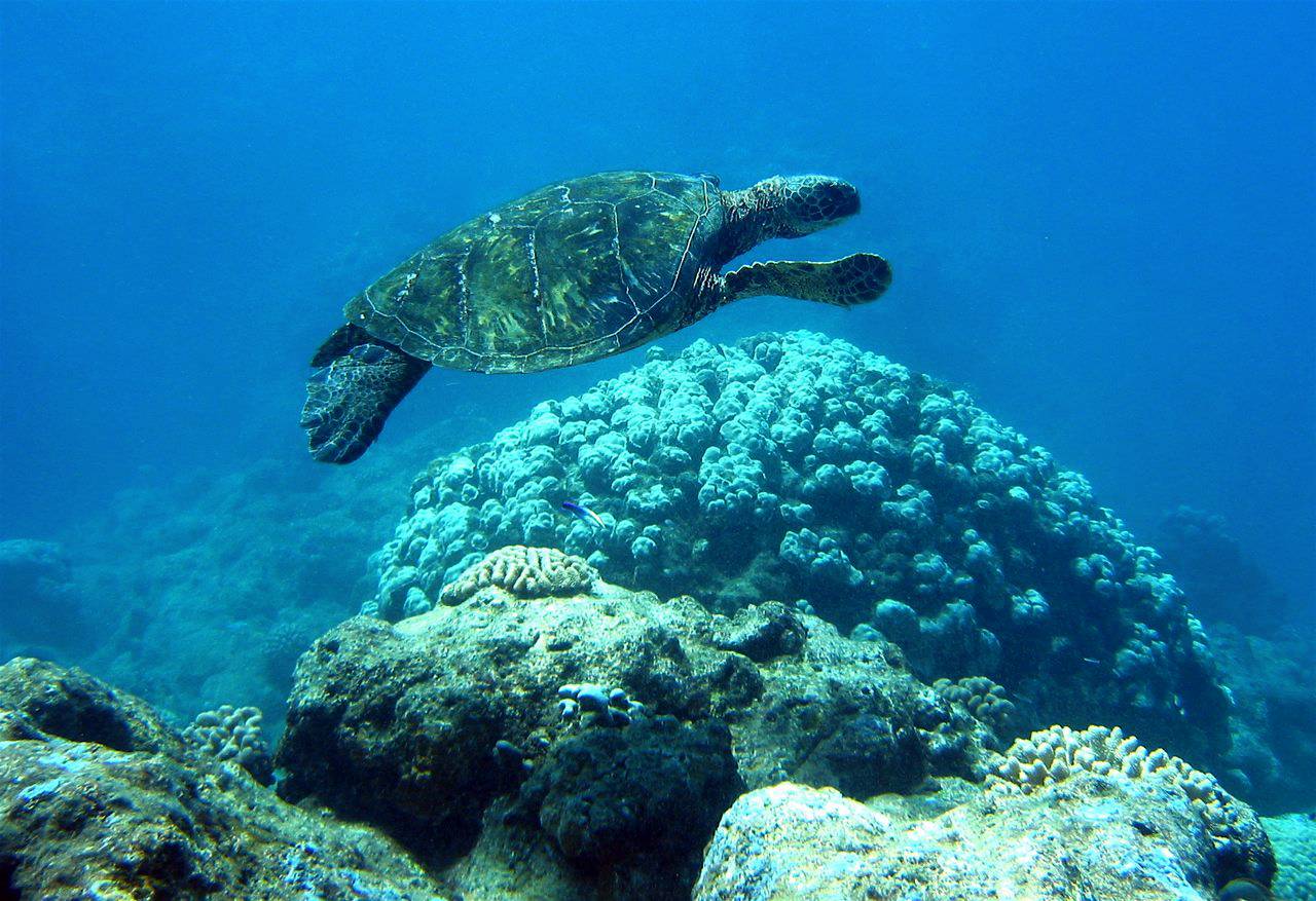 Sea turtle over coral head